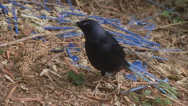 male bird at bower looking
