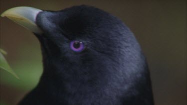 male bird head eyes and beak profile looking around