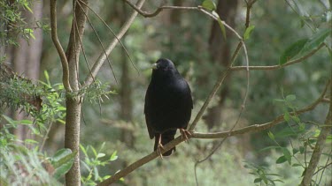 male bird head eyes and beak and feet profile looking around while sitting on branch