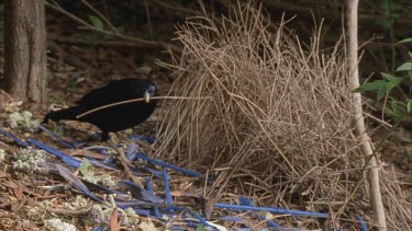 male bird attends to bower picking up thin twigs and weaving them into walls of the bower