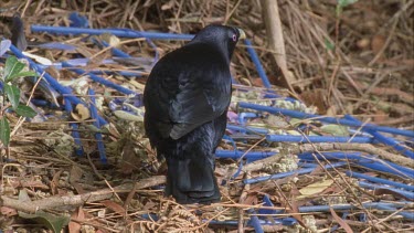 male bird attends to bower picking up thin twigs and weaving them into walls of the bower