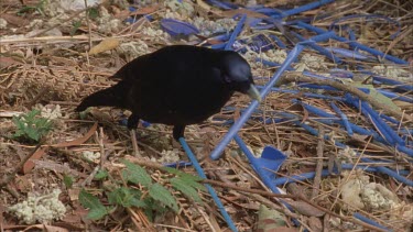 male bird attends to bower picking up blue straw and