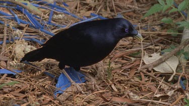 male bird attends to bower picking up twigs in beak