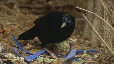 male bird attends to bower picking up thin twigs and weaving them into walls of the bower