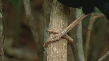 male bird feet and claws perched , tilt up to head then flies off