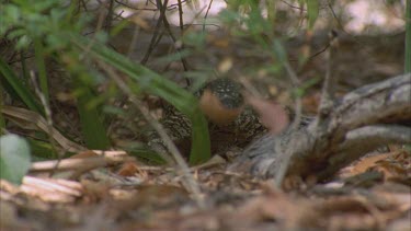 goanna comes through undergrowth forked tongue flicking