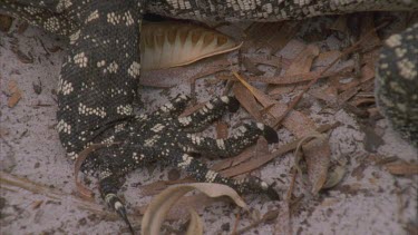 goanna legs , claws and scales looking down from above tail goes through frame