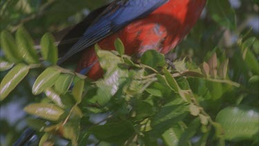 rosella parrot perched on branch looking around