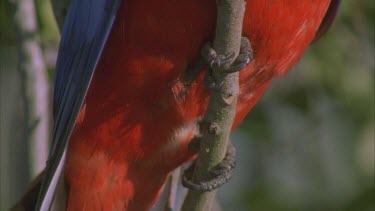 cu of rosella parrot feet and claws perched on branch looking around