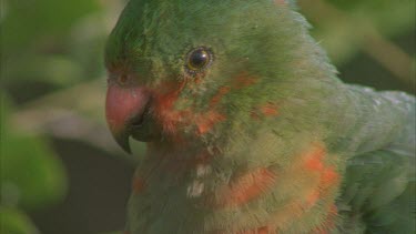 rosella parrot female perched looking around