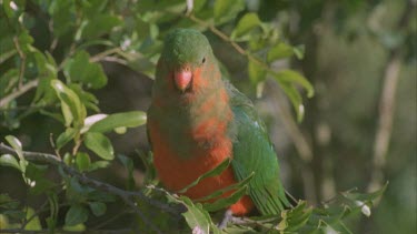 rosella parrot female perched looking around