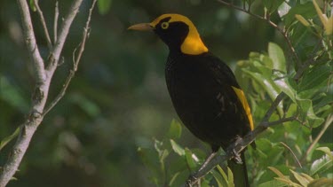 male regent showing magnificent contrasting gold and black feathers on head