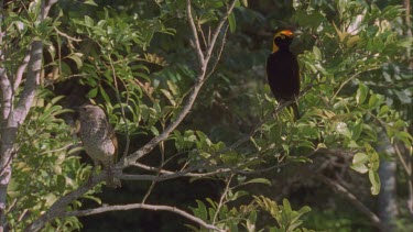 male regent showing magnificent contrasting with drab female plumage perched on nearby branch another female flies in and male flies off