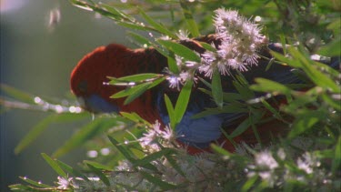 male rosella parrot perched on flowers then flies off