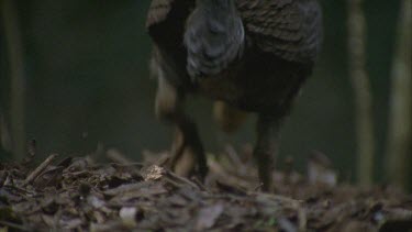 male turkey scratching leaves off mound and scratching himself