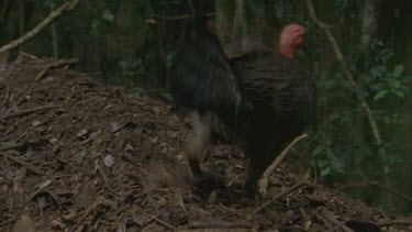 male turkey scratching leaves off huge mound leaves fly into camera lens