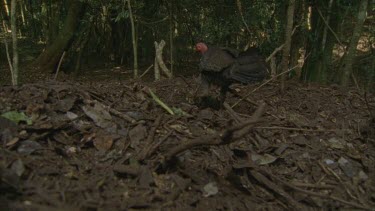 male turkey scratching leaves off mound leaves into camera lens