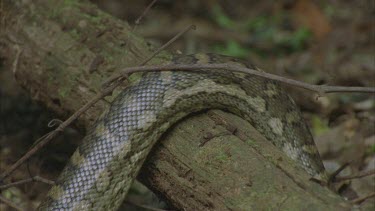 python mid body looping over branch showing beautiful pattern on scales