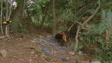 turkey scratching at bowerbirds bower and 2 bowerbirds fly through and regent attempts to attack