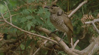 female regent in tree