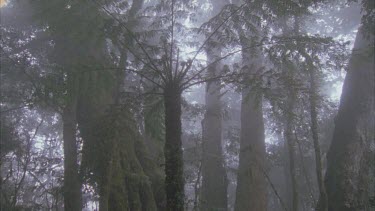 Antarctic beech tress tilt down from tree ferns in mist