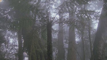 Antarctic beech tress tilt down from tree ferns in mist