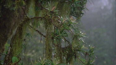 tilt branches with air moss growing on