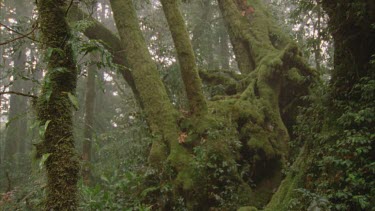 Antarctic beech tress tilt up in mist