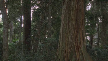 strangler figs tilt up to birds nest ferns lianas snaking its way up a tree trunk also buttress