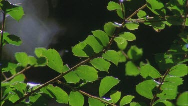 beautifully lit rainforest leaves of various shapes and sizes