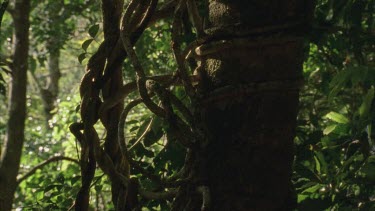 tilt up rainforest trunk showing liana around
