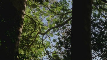 giant stinging tree trunk and leaves eaten