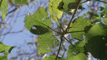 giant stinging tree trunk and leaves eaten