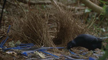 satin around the bower looks to be painting bower with something in beak