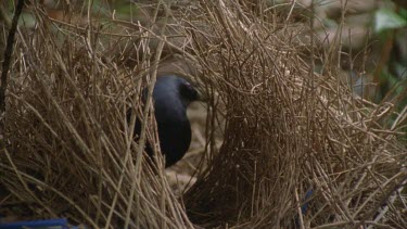 satin around the bower looks to be painting bower with something in beak