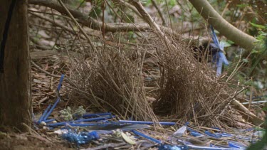 satin male flies into shot with blue straws in its beak