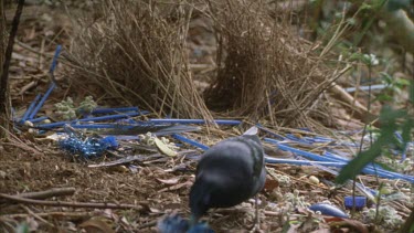 rearranges blue cellophane and then blue feather