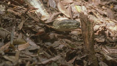 Carpet python crawling on ground