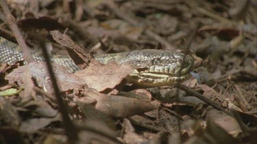 Carpet python crawling on ground