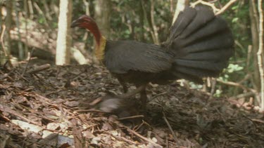 pan from scrub turkey scratching leaves onto python