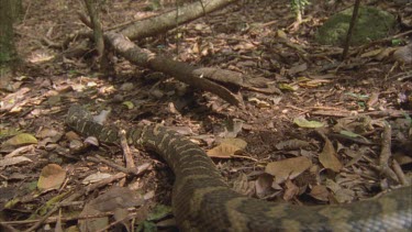 Python moving towards brush turkey which scratches leaf litter at snake
