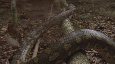 Python going up a branch, brush turkey kicking litter at it