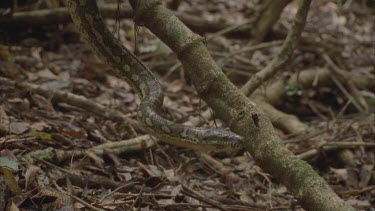 Python crawling on branch and falling from it
