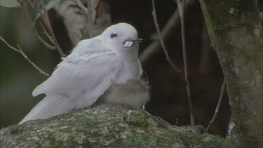 White tern and chick on branch, with fish in beak