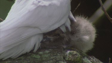 White tern with fish in beak trying to feed chick. Chick trying to crawl under adult bird