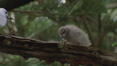 White tern chick on branch Adult lands and feeds chick a fish