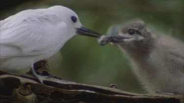 White tern chick and adult feeding it fish