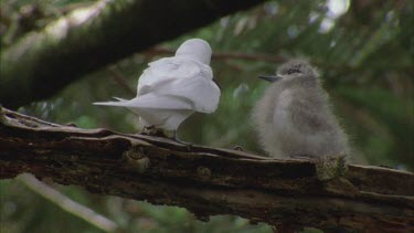 White tern adult grooming chick