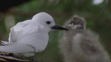 White tern adult grooming chick, adult flies off