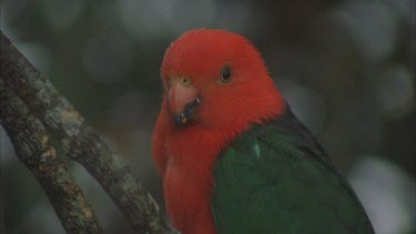 King parrot on branch